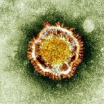 Zika Virus 11