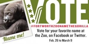Gorilla-name_vote_607x300