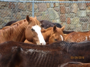 Image courtesy of the SPCA of Texas