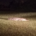 Gator 1 DPD