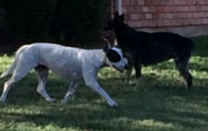 plano-dogs