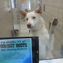 Fees Waived for Dog, Cat Adoptions This “Clear the Shelters” Saturday