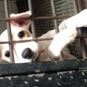 Morning News: Is Your Dog a High Health Rick?