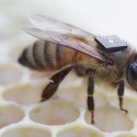 White Settlement Man Dies While Harvesting Honey