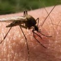 Dallas County to Soon Test Locally for Zika Virus