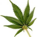Marijuana Vs. Hemp: New York City Police Boast of Big Drug Bust