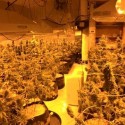 Arlington Marijuana Bust