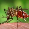 West Nile Virus Positive Mosquito Pool Found in Tarrant County