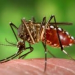 Zika Virus 1