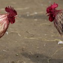 3 Arrested in Cock-Fighting Bust in Fort Worth