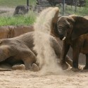 18 Elephants Headed for the Dallas Zoo
