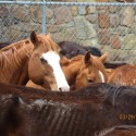 Animal Abuse Investigation in Northeast Texas