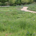 Take Your Bluebonnet Photos at the Bush Library