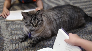 Browser the library cat