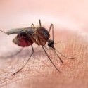 Texas and Mexico Meeting in El Paso This Week to Discuss Ways to Slow Zika Spread