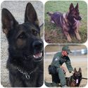 Fort Worth Police K9 Has to Be Put Down