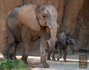 Photograph courtesy of the Dallas Zoo.