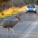 Animal-Related Crashes Most Common in Texas