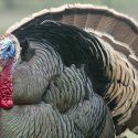 Had Enough Turkey Yet?  If You’re a Hunter, the Answer’s Probably “No”