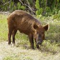 Morning News: Feral Hogs
