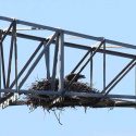 Texas Eaglet Born on Webcam