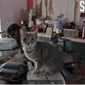 Rehabilitation Continues for a Large Animal Seizure – Van Zandt County