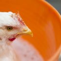Chris Krok – Is That Chicken Really Chicken?