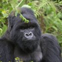 5.9 – Chris Krok – Gorilla Ballet