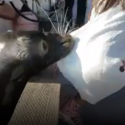 Morning News: Sea Lion Attack!