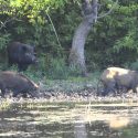 Woman Killed by Feral Hogs Outside Texas Home