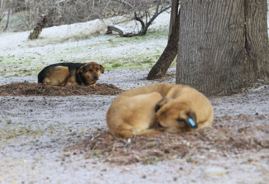 Safe Outdoor Dog Act Goes Into Effect in Texas Today | News Talk WBAP-AM
